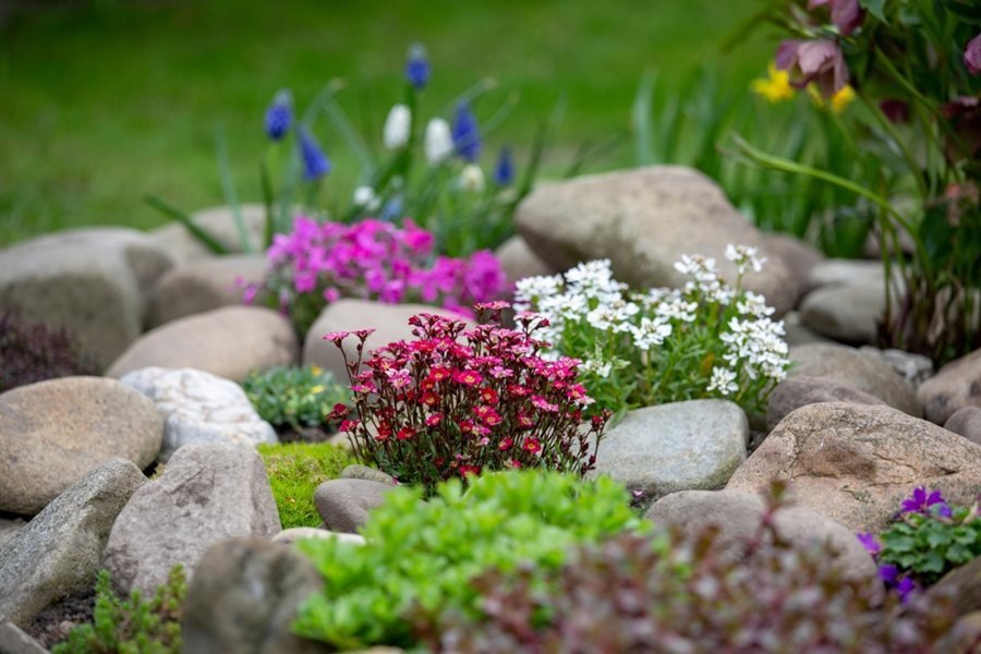 Plants suited to landscaping a rocky yard including succulents and ornamental grasses